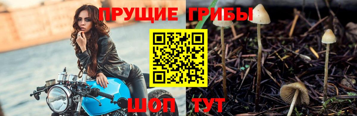 Галлюциногенные грибы GOLDEN TEACHER  Вход с VPN  Кузнецк 